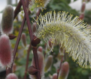 Salix chaenomeloides - Japanese Pussy Willow