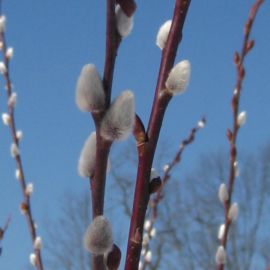 Salix chaenomeloides - Japanese Pussy Willow