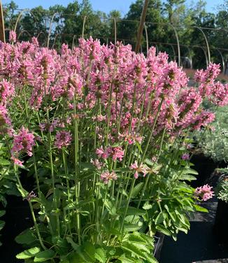 Stachys officinalis Pink Cotton Candy - Betony