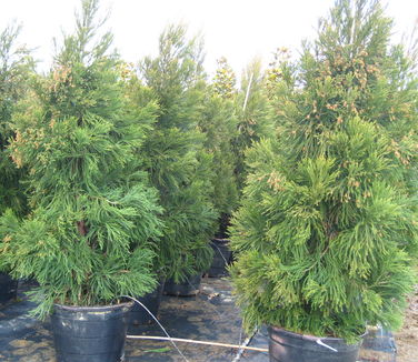 Cryptomeria japonica Radicans