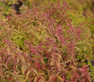 Pycnanthemum flexuosum (fall color)