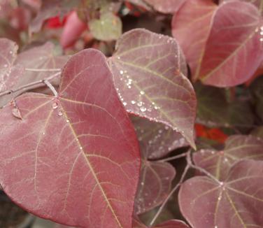 Cercis canadensis Burgundy Hearts