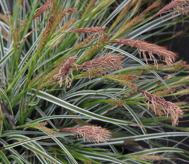 Carex oshimensis Everest - Weeping Sedge