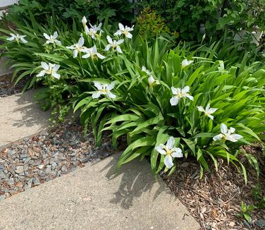 Iris tectorum var. album - White Japanese Roof Iris from Pleasant Run Nursery