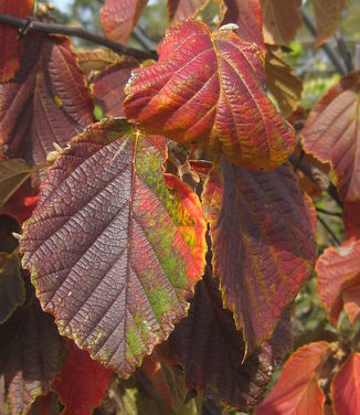 Hamamelis x intermedia Diane (fall color)