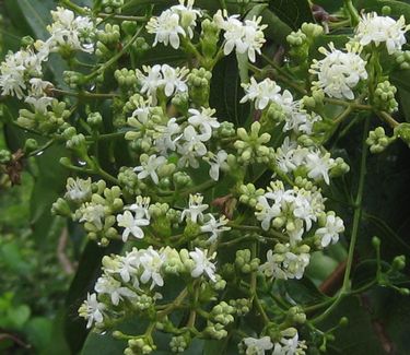 Heptacodium miconioides - Seven-Son Flower