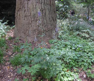 Delphinium exaltatum (@ Scott Arb)