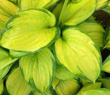 Hosta Stained Glass 