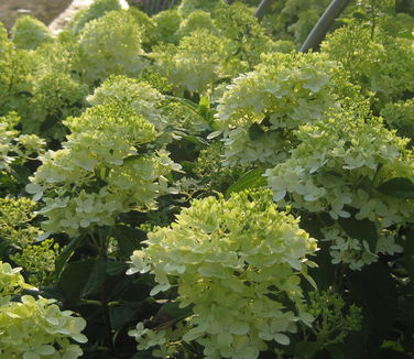 Hydrangea paniculata Limelight - Hardy Hydrangea