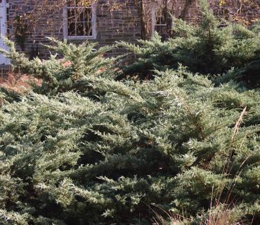Juniperus virginiana Grey Owl (Scott Arb)