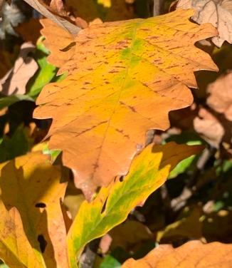 Quercus bicolor Beacon® - Swamp White Oak from Pleasant Run Nursery