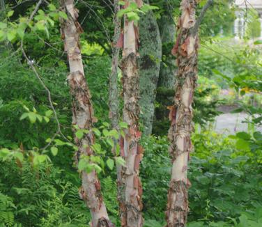 Betula nigra Heritage (@ Maine Bot Garden)
