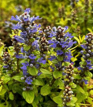 Ajuga reptans Feathered Friends™ 'Cordial Canary' - Bugleweed from Pleasant Run Nursery