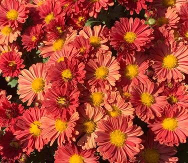 Chrysanthemum Mammoth™ 'Red Daisy'- Hardy Mum from Pleasant Run Nursery