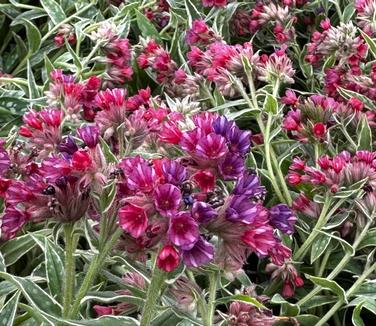 Pulmonaria x 'Raspberry Frost' - Lungwort from Pleasant Run Nursery