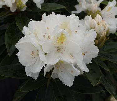 Rhododendron catawbiense Chionoides
