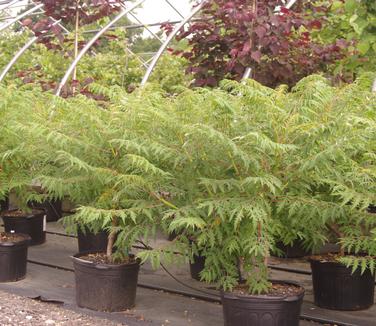 Rhus glabra Laciniata - Cutleaf Smooth Sumac