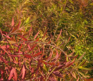 Spiraea thunbergii 'Ogon' (fall color)