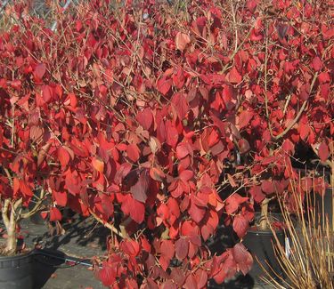Viburnum x juddii (fall color)
