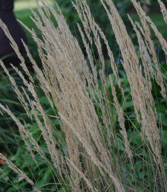 Calamagrostis x acutiflora Overdam