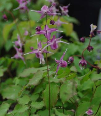 Epimedium grandiflorum Lilafee 