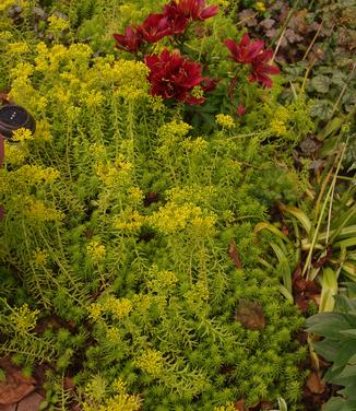 Sedum rupestre Angelina - Stone Orpine