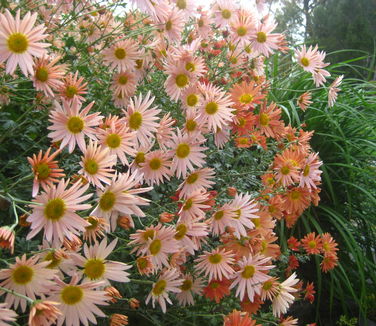 Chrysanthemum Sheffield - Hardy Mum 