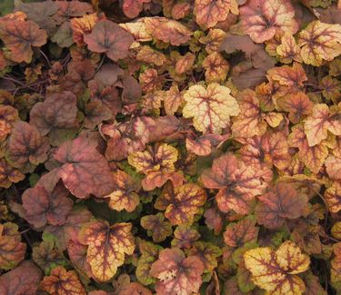 xHeucherella 'Stoplight' (Winter color)