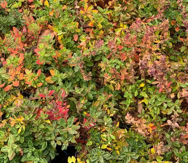 Teucrium chamaedrys (fall/winter color)