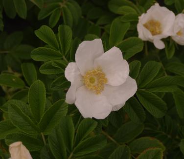 Rosa rugosa Alba