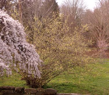 Corylopsis veitchiana (Morris Arboretum)