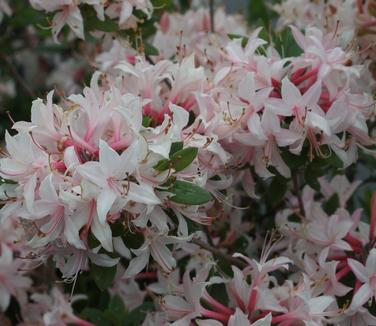 Rhododendron atlan. Marydel 