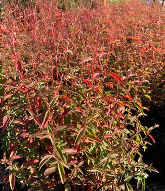 Rhexia virginica - Meadow Beauty (Fall color)