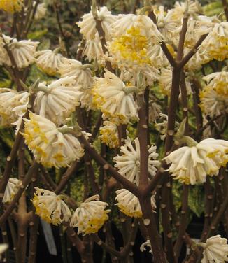 Edgeworthia chrysantha - Paper Bush