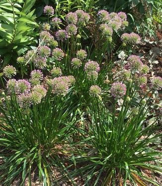 Allium x lusitanicum Summer Beauty