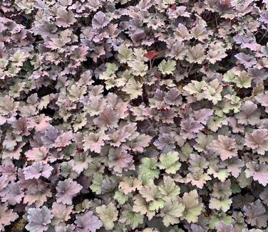 Heuchera x 'Frosted Violet' - Coral Bells - Alum Root from Pleasant Run Nursery