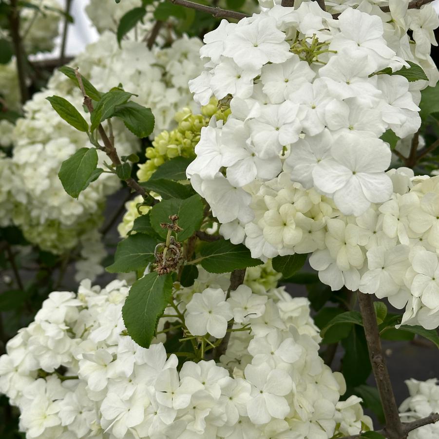 Viburnum macrocephalum - Chinese Snowball Viburnum from Pleasant Run Nursery