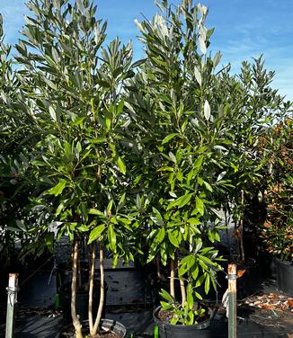 Magnolia virginiana 'Green Shadow' - Sweetbay Magnolia from Pleasant Run Nursery