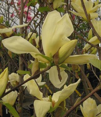 Magnolia x brooklynensis Elizabeth 