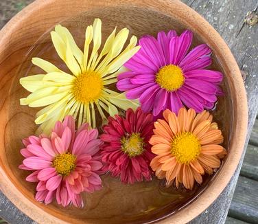 Chrysanthemum Mammoth™ Series- Hardy Mum from Pleasant Run Nursery