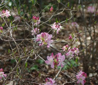 Rhododendron vaseyi (@ Mt Cuba)