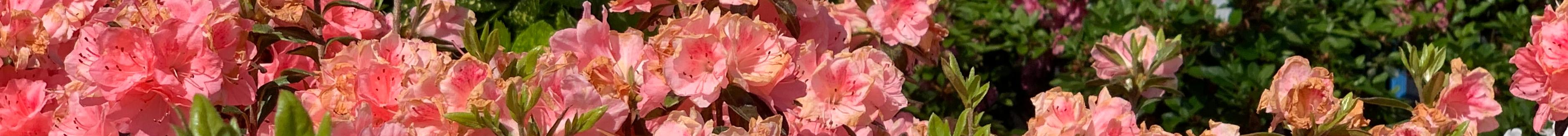 Rhododendron 'Blaauw's Pink' - Gable Hybrid Azalea from Pleasant Run Nursery