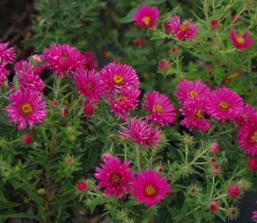 Aster novae-angliae Alma Potschke