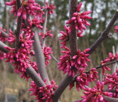 Cercis canadensis Appalachia