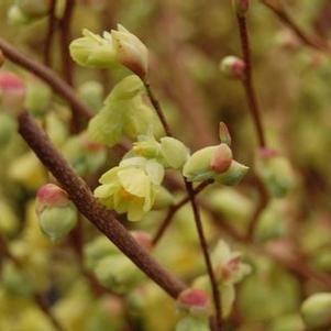 Corylopsis pauciflora