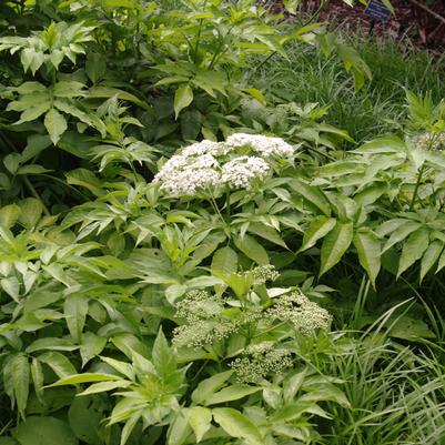 Sambucus canadensis Adams