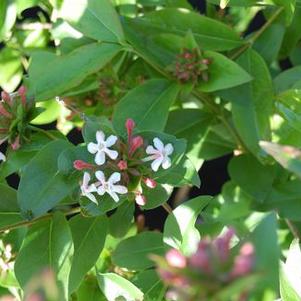 Abelia mosanensis