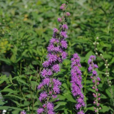 Liatris aspera