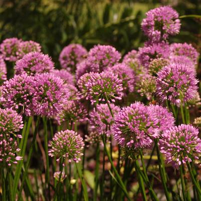 Allium Millenium