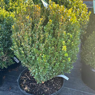 Buxus NewGen™ Freedom®